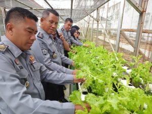 Panen Sayur Selada Aquaponik di Lapas Kelas I Palembang: Bentuk Pembinaan Kemandirian bagi Warga Binaan