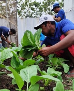 Hijaukan Harapan – Panen Sawi di Lapas Cilegon Jadi Bukti Ketahanan Pangan Warga Binaan