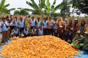 Kapolres Pandeglang Gelar Panen Jagung di Kampung Parigi, Desa Kadu Belang, Kecamatan Mekar Jaya