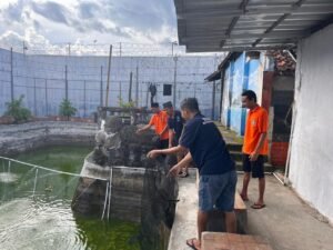Rutan Kotabumi Panen 65 Kg Cabai Dan 140 Kg Ikan, Wujud Dukungan Program Ketahanan Pangan