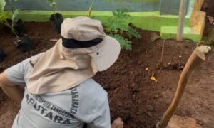 Warga Binaan Lapas Perempuan Tangerang Tanam Sayuran untuk Dukung Ketahanan Pangan