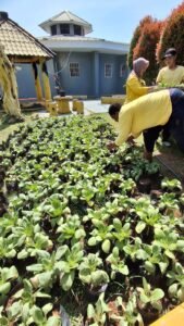 Warga Binaan Lapas Perempuan Tangerang Panen Terong, Cabai, dan Pakcoy Dukung Program Akselerasi Menteri Imigrasi dan Pemasyarakatan