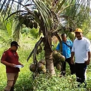 Kemenkum Malut Dorong Percepatan Penetapan IG Kelapa Bido Morotai