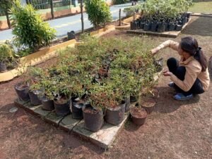 Warga Binaan Lapas Perempuan Tangerang Panen Terong dan Cabai Dukung Program Akselerasi Menteri Imigrasi dan Pemasyarakatan