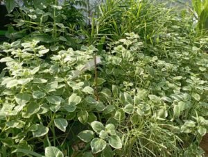 Perawatan Tanaman TOGA oleh Warga Binaan Lapas Perempuan Tangerang Dukung Program Akselerasi Menteri Imigrasi dan Pemasyarakatan