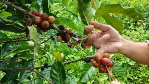 Kopi Liberika Bacan Sejak Era VOC Dilirik Jadi Potensi Indikasi Geografis