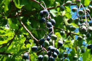 Kenari Makian Didorong Jadi Potensi Indikasi Geografis yang Dilindungi