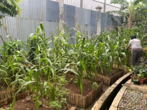 Warga Binaan Lapas Perempuan Kelas IIA Tangerang Panen Jagung Sebagai Wujud Dukungan Program Akselerasi Menteri Imigrasi Dan Pemasyarakatan