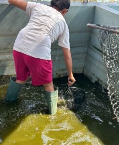 Pelaksanaan Kegiatan Panen Lele Lapas Perempuan Kelas IIA Tangerang Dukung Ketahanan Pangan dan Pembinaan Warga Binaan