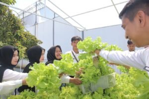 Kontribusi Nyata Pemasyarakatan, Lapas Kelas I Tangerang Perkuat Ketahanan Pangan melalui Hidroponik