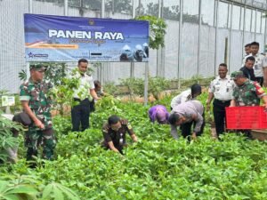 Panen Raya Jadi Wujud Pembinaan Kemandirian Warga Binaan, Lapas Banjar Ikuti Panen Raya Serentak UPT Pemasyarakatan