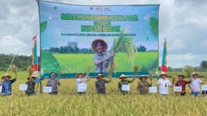 Bupati Lebak Hadiri Gerakan Panen Raya Padi di Desa Sukamanah