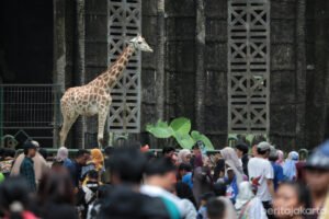 408.755 Wisatawan Kunjungi Taman Margasatwa Ragunan