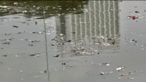 Dinkes Kabupaten Tangerang Imbau Warga Tidak Konsumsi Ikan Mati Dampak Cemaran Pestisida di Sungai Cisadane