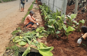 Pemkot Tangerang Tanam 4.000 Kana, Perluas RTH di TPA Rawa Kucing